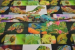 Digitaldruck mit  Chamäleon Chamäleons Tieren Tiermotiv - Reptilien Reptilienstoff Stoff mit Reptilien Cameleons Camelions Kamelions Stoff Dekostoff mit Reptilien Dekostoff mit Camelions Tierstoff Camelionstoff